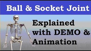 Ball and Socket Joint | Types of Joints | Synovial Joint Example | Hip & Shoulder Joint | Demo