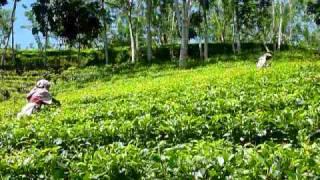 Sri Lanka,ශ්‍රී ලංකා,Ceylon,Tea Plucking