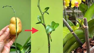 Few People Think Doing So Will Quickly Grow Many Small Trees On Orchid Branches