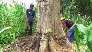 Cutting Teak Trees for Export to Europe - Indonesian Style Husqvarna 395 xp