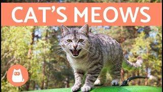 Cat's Meows and What They Mean