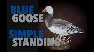 Goose Taxidermy...How to pose a walking Goose . Art of Taxidermy.