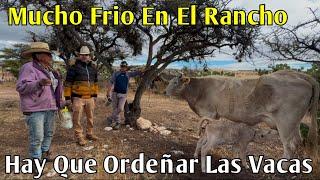 En El Rancho Se Tiene Que Ordeñar Las Vacas Tienen La Cría Recién Nacidas