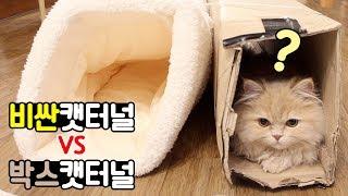 비싼 캣터널 vs 박스 캣터널 (Feat. 요지 하극상)  |  김메주와고양이들