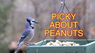 Jays and Peanuts: Two Mysteries [NARRATED]