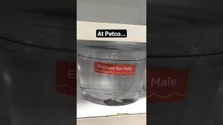 Dramatic betta fish transformation (Petco rescue)
