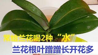 常给兰花喝2种“水”，蝴蝶兰的根长得好，叶子长得快，开花开得多！（阿涛养花100期）How to raise good phalaenopsis orchid?Wicker and garlic！