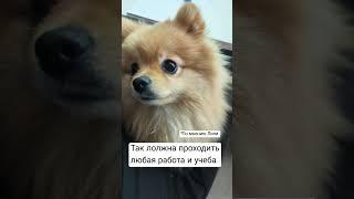 Работа по мнению Лили #собака #шпиц #шпицлили #померанскийшпиц #пушистик #милашка #dog #like #shorts