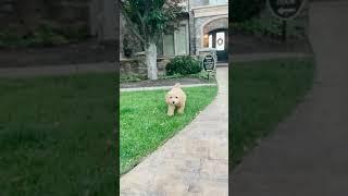 Ninja Puppy!