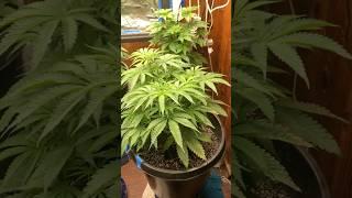 Are my cannabis plant going to be to big??? Comment please!