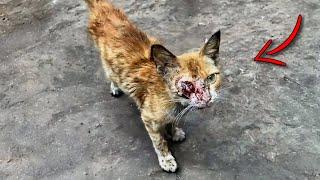 The beaten, homeless cat was forced to eat garbage to survive!