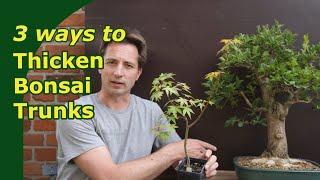 Thicken trunks for bonsai. 3 Ways to grown trunks out.