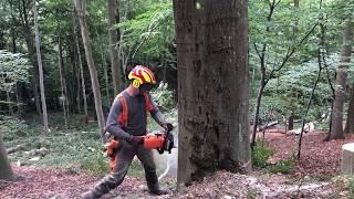 Stihl ms 462- beech tree felling