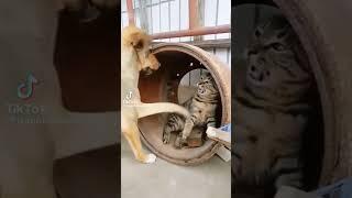 #funny #qosolka CAT VS Dog #comedyfilms #comedymovies