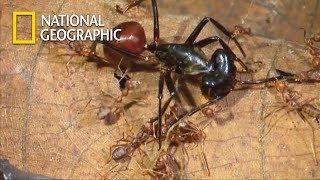 Chemical War of Ant Troops VS. One Goliath Ant｜National Geographic