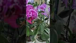 Анонс! Смотрите новое видео об Орхидеях Фаленопсисах и их детках! #орхидеи
