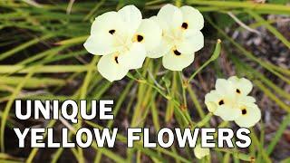 Fine Divine™ Dietes bicolor