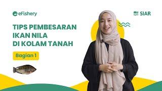 SIAR ep. 2: Tips Pembesaran Ikan Nila di Kolam Tanah bagian 1