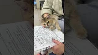 Каждый котик после приема #ветеринарнаяклиника #ветеринарныйлазарет #клиникакраснодар #клиникалипецк
