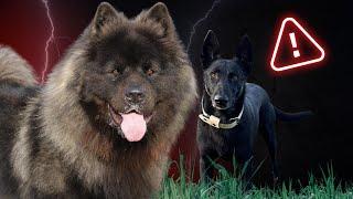 AKITA AMERICAIN AGRESSIF : Un chien dangereux comme UN OURS ?