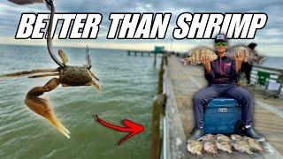 This Bait is a CHEAT CODE for Catching Fish! Galveston Fishing Pier