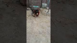 تكسير الديك