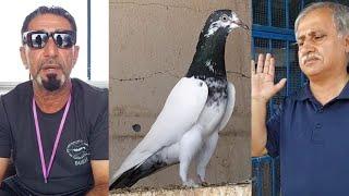 Ustad Nayab Haider Pigeons  Ustad Ahmed Qamar