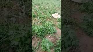 Linis Time #shortvideo #farm   #shorts #short