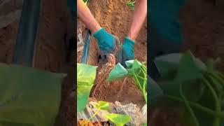 CAINA FRUIT CUTTVIDEO IN