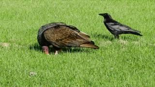 Vulture vs Crow