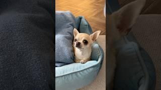 Let’s stay connected #dog #shorts #duet #chihuahua