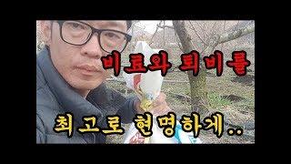 농사이야기  복합비료 현명하게  살포하는  방법 청도달콤한농장
