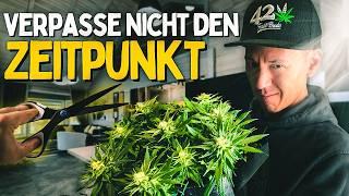 Cannabis Anbau für Anfänger: Lollipopping und Low Stress Training?  Ist das wirklich so wichtig?