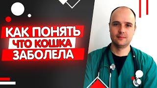 Как понять что кошка заболела, признаки и симптомы