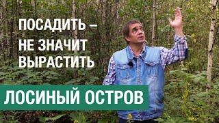 Посадить — не значит вырастить: примеры лесовосстановления в Лосином острове