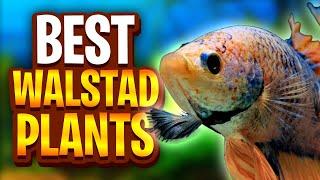 The Best Plants For Walstad Method Tanks! (Five Easy Plants For Planted Tanks)