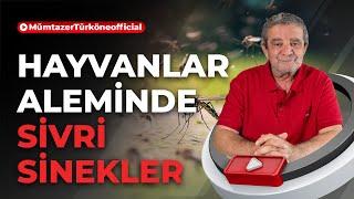 Hayvanlar aleminde sivrisinekler | Prof. Dr. Mümtaz’er Türköne