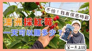 澳洲打工採紅莓，一天賺多少？【小馬說】打工度假｜農場體驗｜工作介紹｜薪資公開 2023