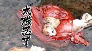 4只刚出生的小猫，被人丢在臭水沟，男子成功救出，并成功养长！Four newborn kittens were thrown into a sewer by someone