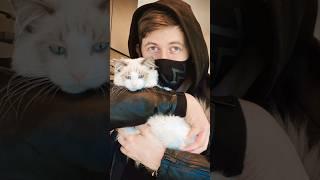 #shorts #alanwalker #catlover who here is a cat lover?‍️️‍ #fypシ