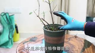 栀子花快养死了怎么办？园艺师教你，通过修剪的技巧拯救它