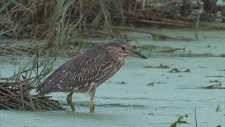 Juvenile Black-crowned night heron 