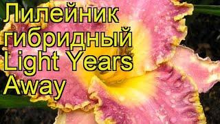 Лилейник гибридный Лайт Эрс Эвей. Краткий обзор, описание характеристик, где купить саженцы