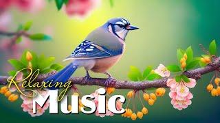 Relaxing Piano Music: Romantic Music, Beautiful Relaxing Music, Sleep Music, Stress Relief