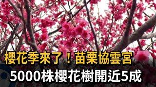 櫻花季到！苗栗協雲宮5000株櫻花樹開近5成－民視新聞