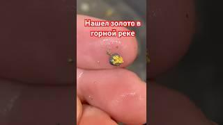 Нашел золото в горной реке #золото #горы #реки #природа #gold #необычное