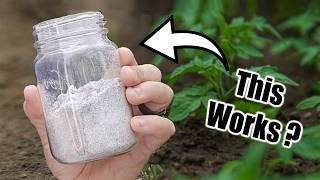 WOOD ASH & BIOCHAR in the Garden // BENEFITS & DANGERS