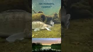 как поймать судака? рыбалка на спиннинг