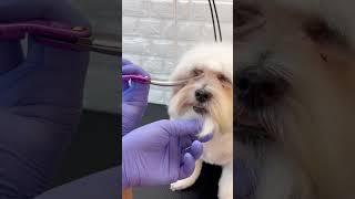 MALTESE FACE GROOMING TIPS #shorts #dogsalon #doggroomingforbeginners