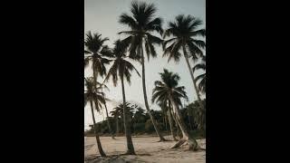 the palm leaves sway gently in the breeze#nature #palmtree #beach